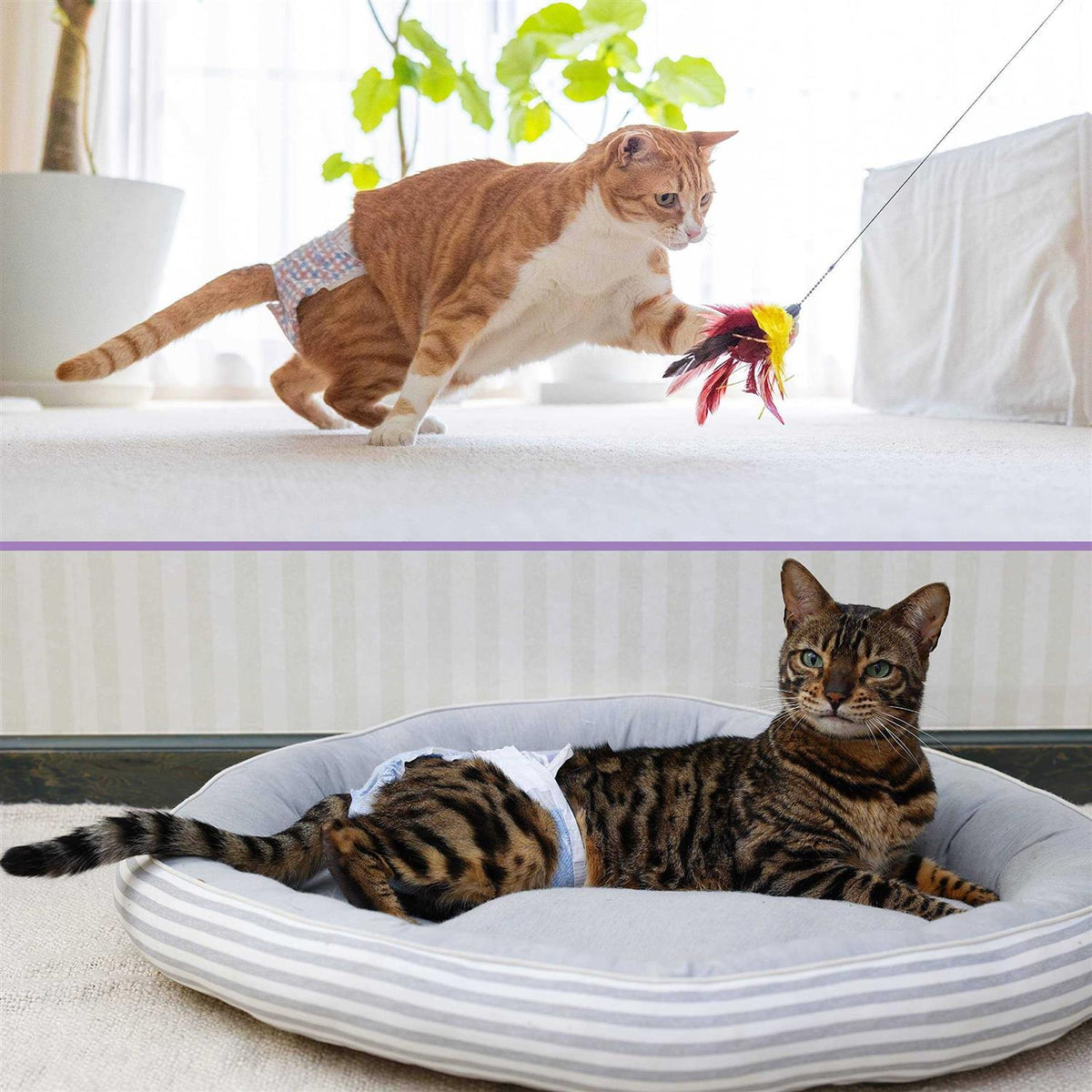 Disposable Cat Diapers X60524