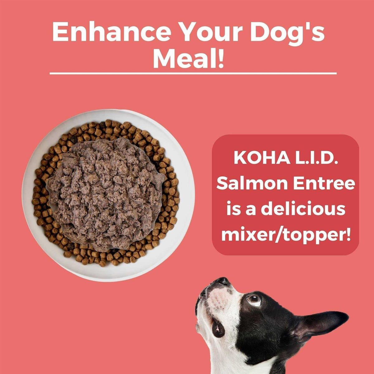 Grain & Potato Free Salmon Entree Canned Dog Food P748