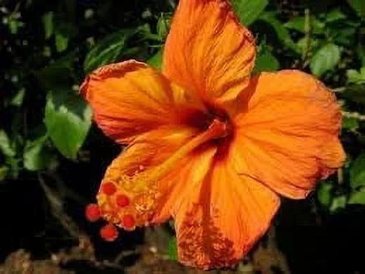 4" Pot Tropical Hibiscus H962700