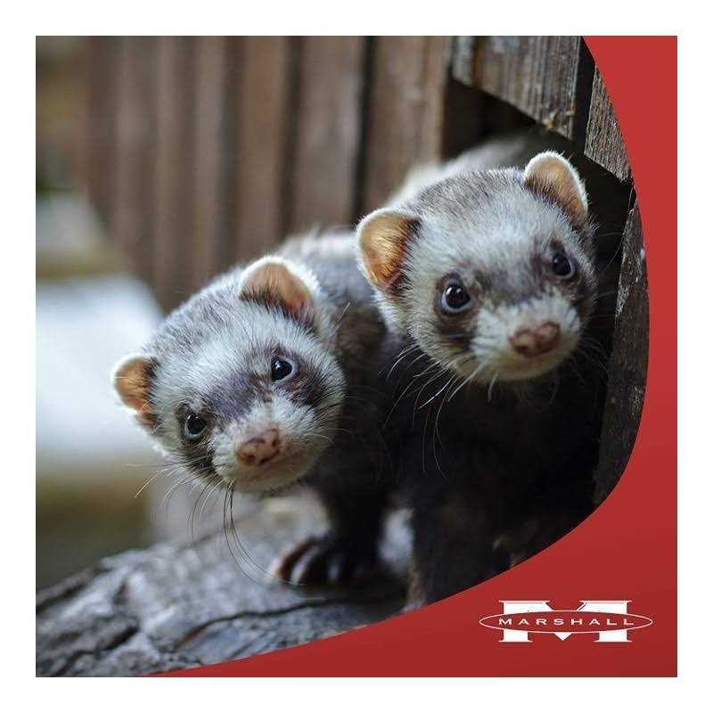 Premium Diet Pet Supplies Z12460