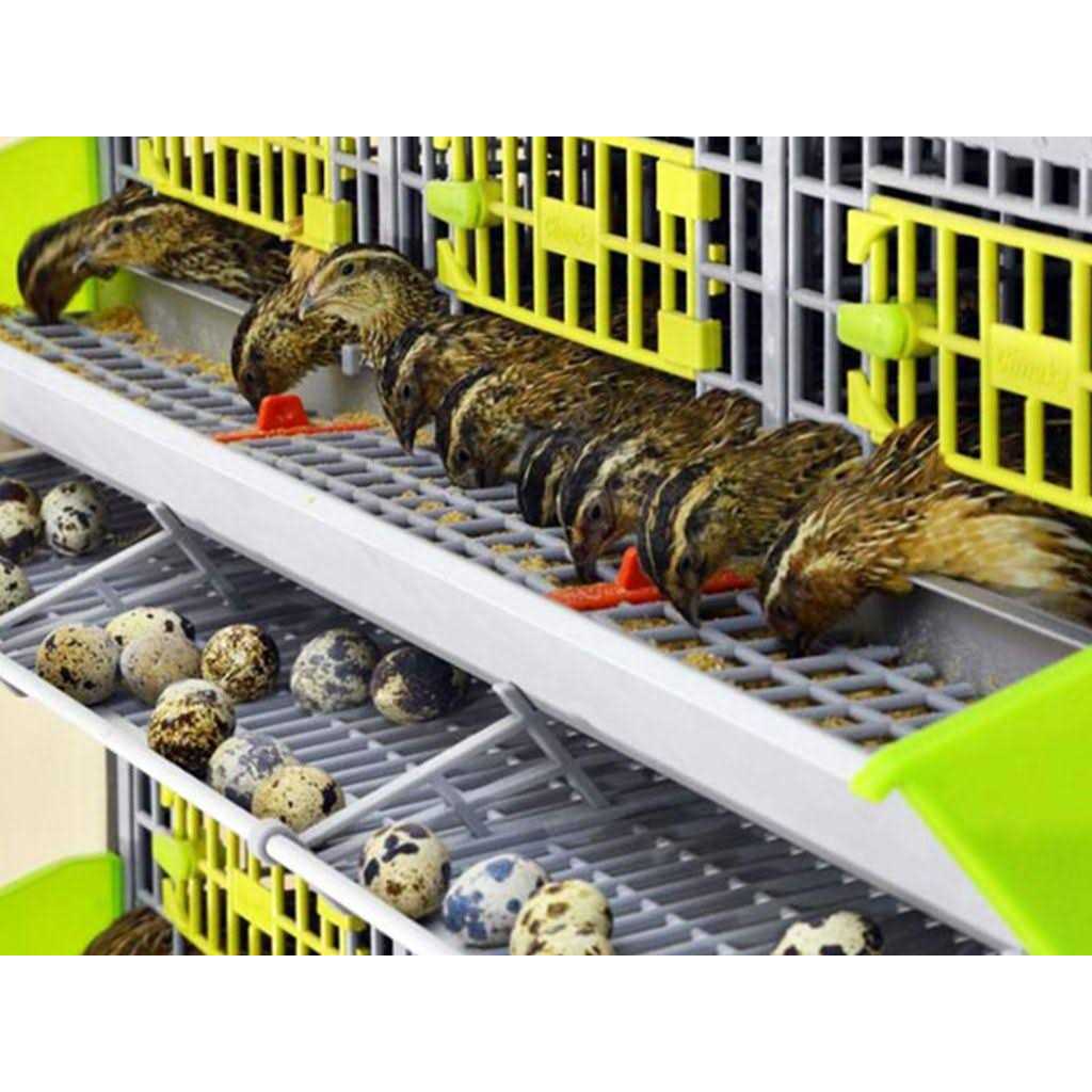 Partridge Cage 1 Layer T618