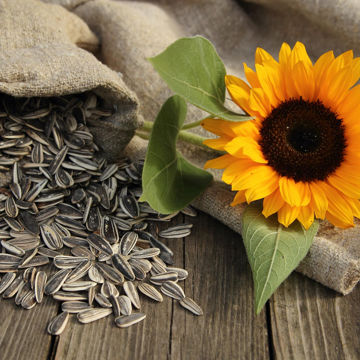 5.25 Oz Assorted Flavors Sunflower Seeds Variety Pack 9 Count R42914