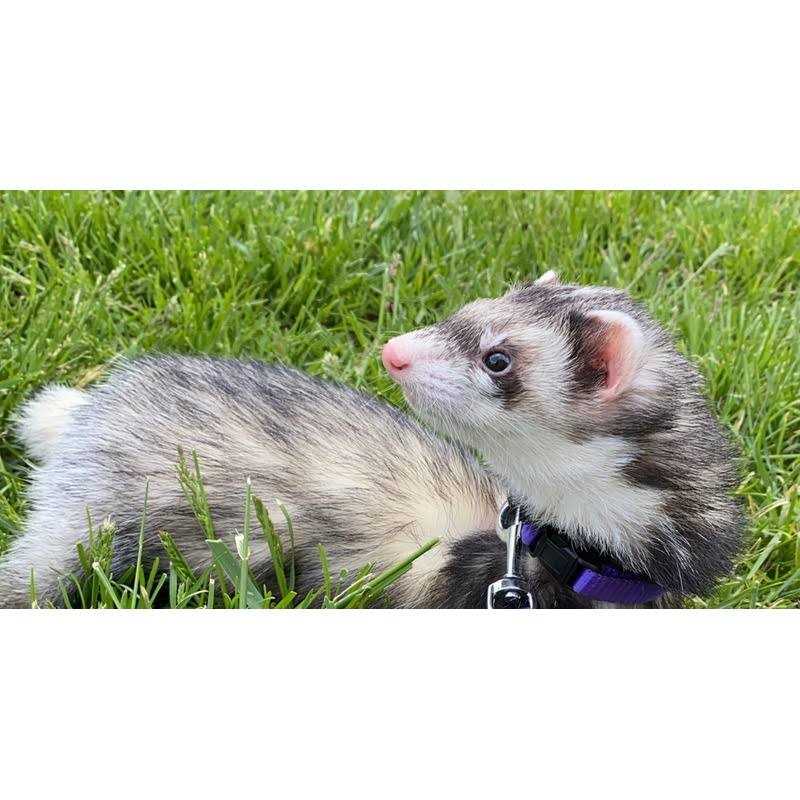 Premium Diet Pet Supplies Z12460