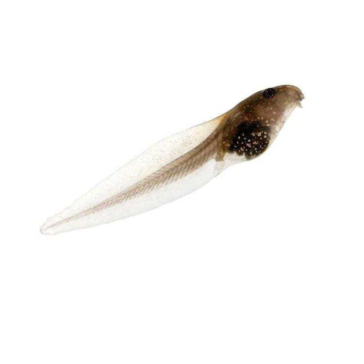 1-Gallon Frog Growing Kit B84689