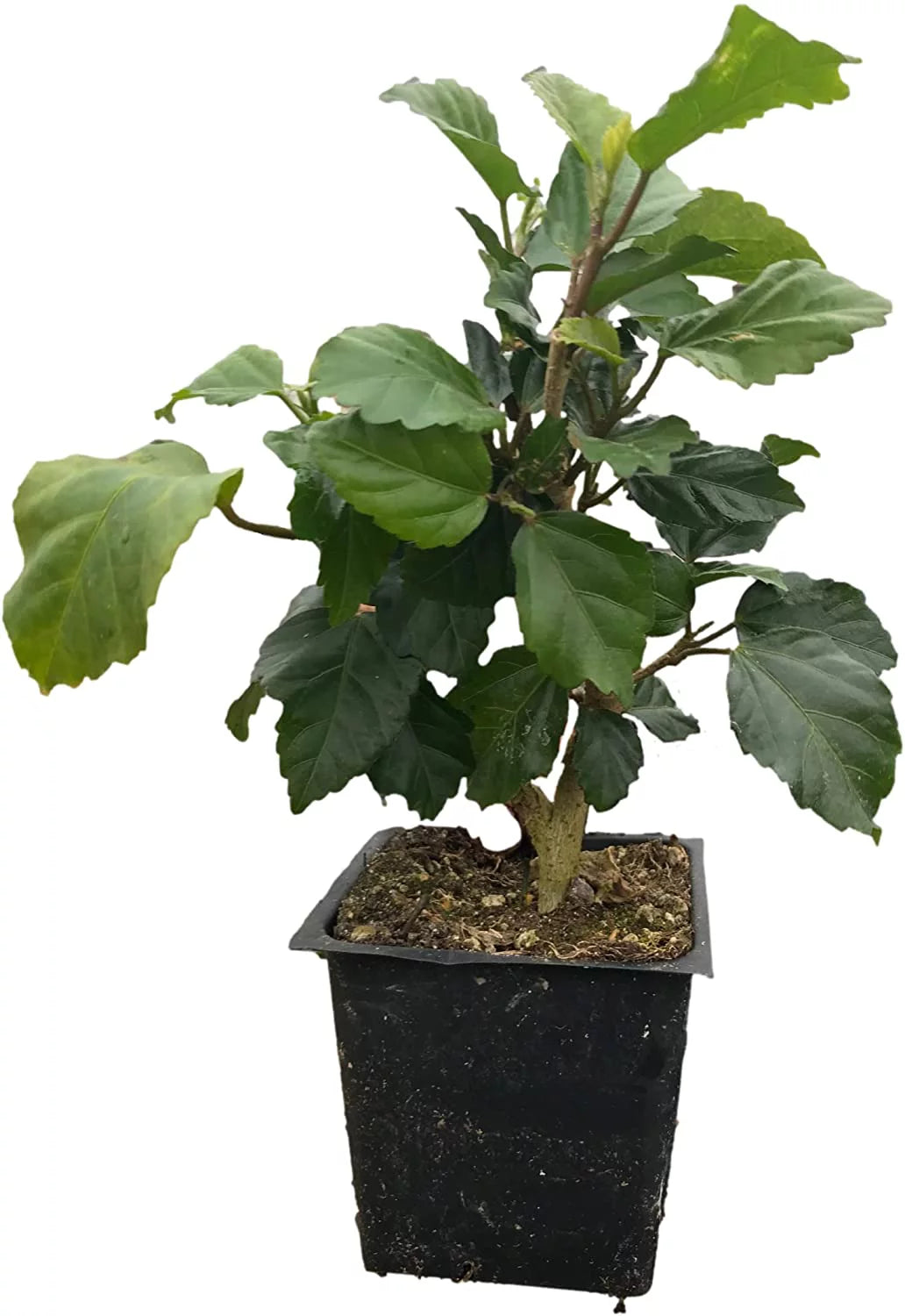 4" Pot Tropical Hibiscus H962700