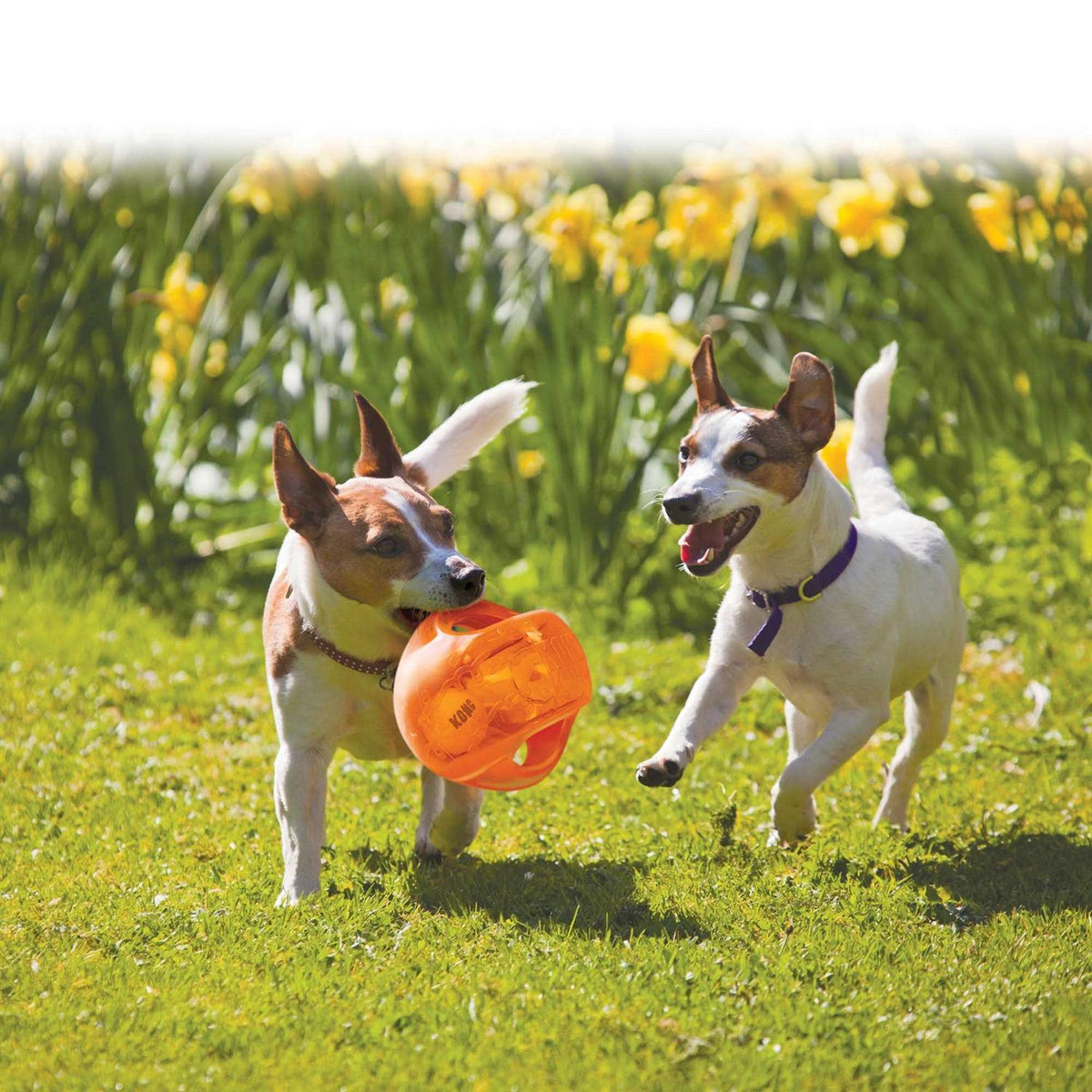 Jumbler Ball Dog Toy M313