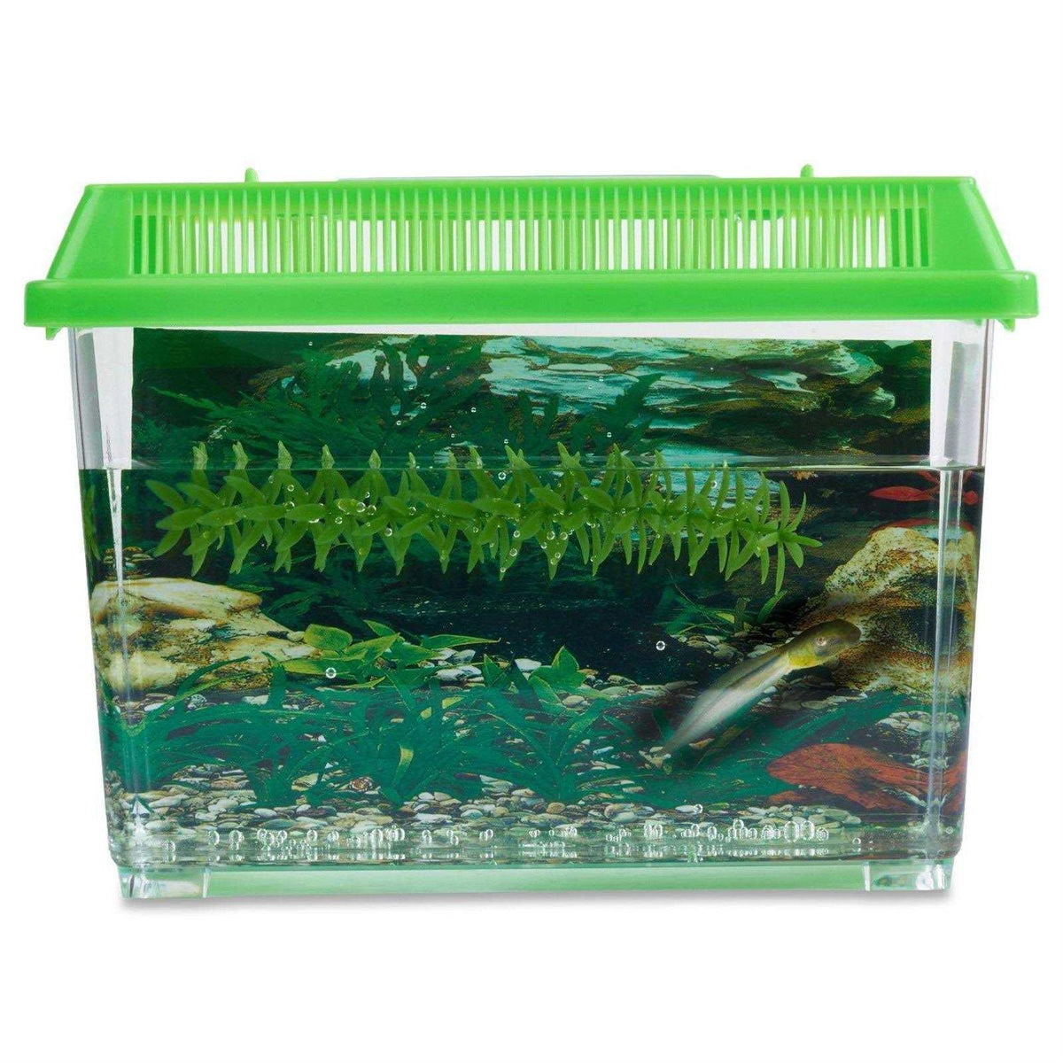1-Gallon Frog Growing Kit B84689