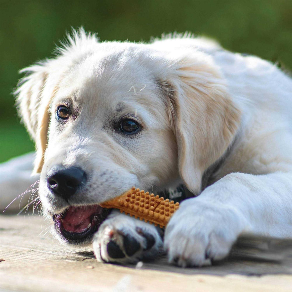 Turkey and Sweet Potato Dental Dog Treats C799